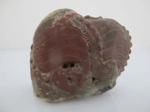 Chinese Red Shoushan Double Dragon Sculpture Carving, photo 6 of 8